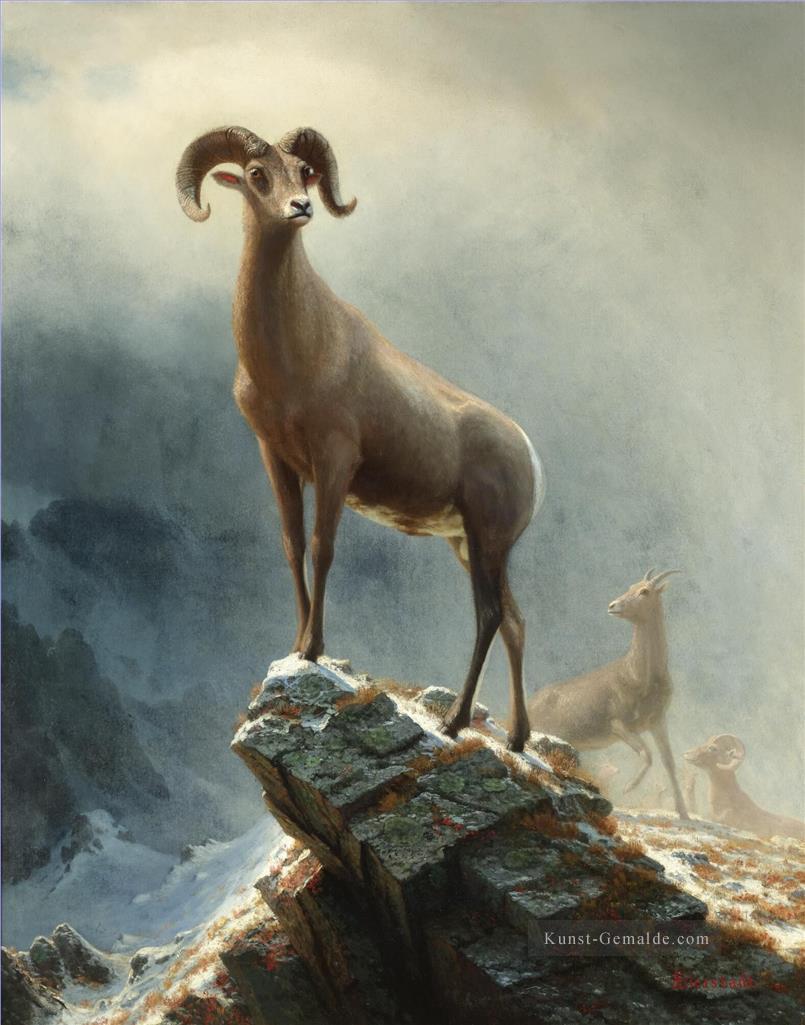 Rocky Mountain Big Horn Schafe American Albert Bierstadt Tier Ölgemälde